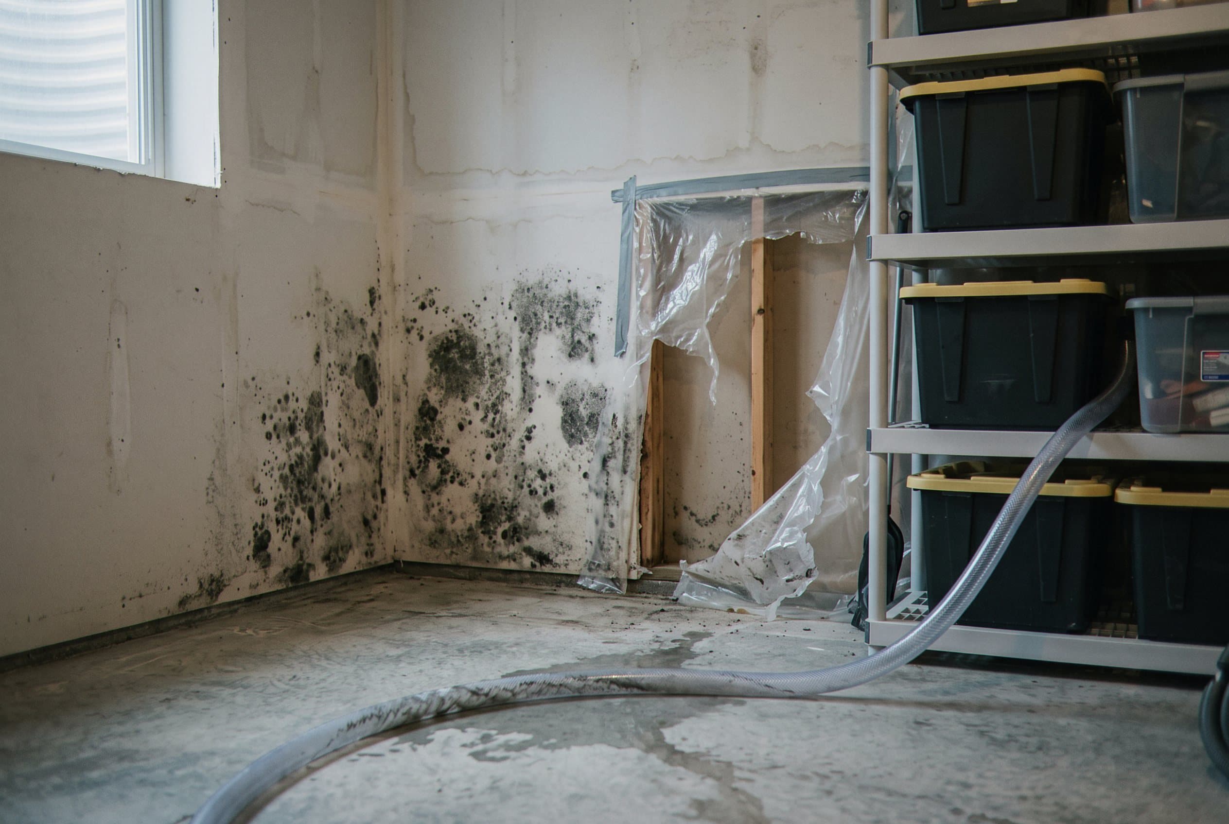 Visible mold growth covering basement wall and flooring